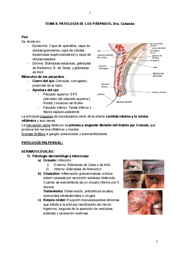 Miniatura del documento TEMA-8-PATOLOGIA-DE-LOS-PARPADOS.pdf