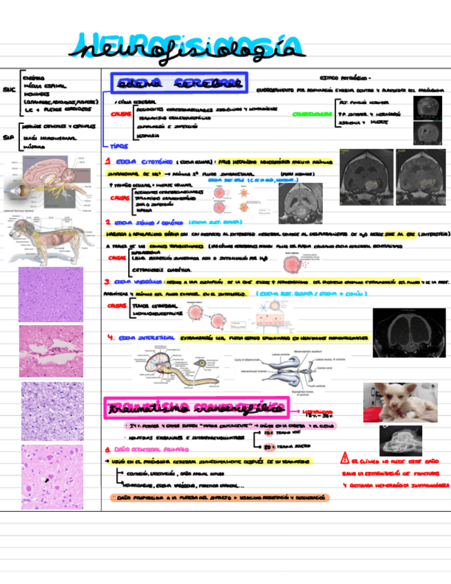 Miniatura del documento NEUROFISIOLOGIA.pdf