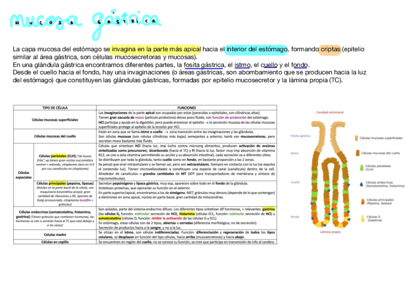 Miniatura del documento mucosa-gastrica.pdf