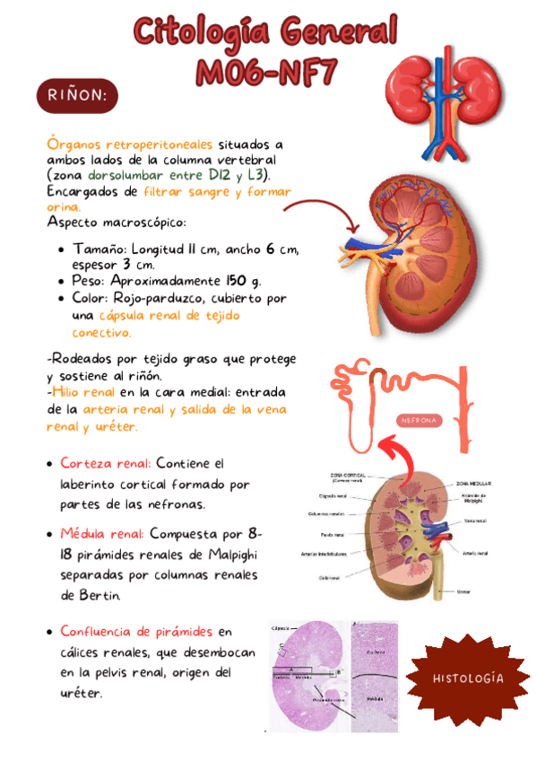 Miniatura del documento Citologia-General-M06-NF7-Riñon-y-glandulas-anexas-al-ap-digestivo..pdf