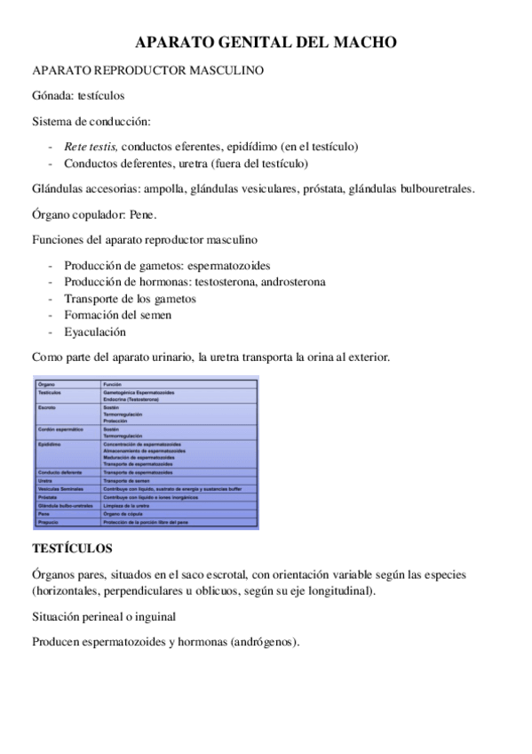Miniatura del documento APARATO-GENITAL-DEL-MACHO.pdf