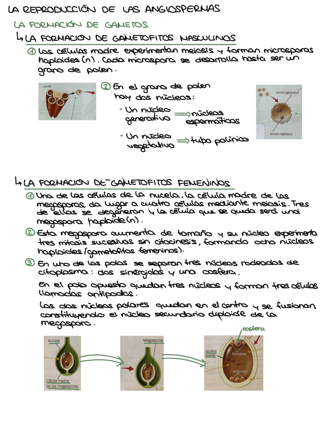 Miniatura del documento REPRODUCCION-EN-PLANTAS-ANGIOSPERMAS-PLANTAS-CON-FLOR.pdf