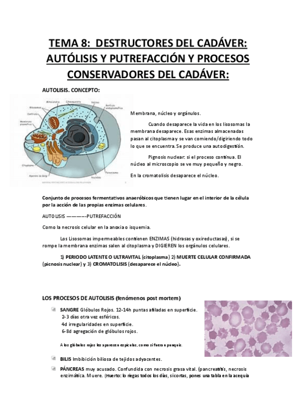 Miniatura del documento DESTRUCTORES-DEL-CADAVER.pdf
