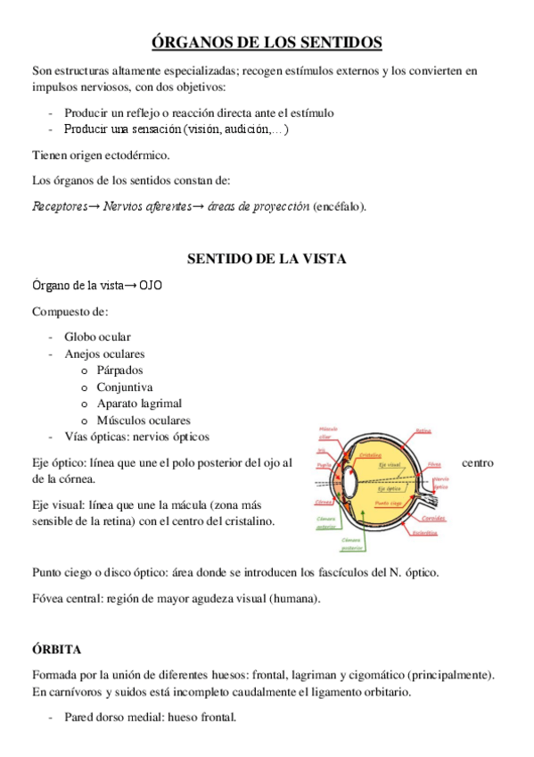 Miniatura del documento ORGANOS-DE-LOS-SENTIDOS.pdf