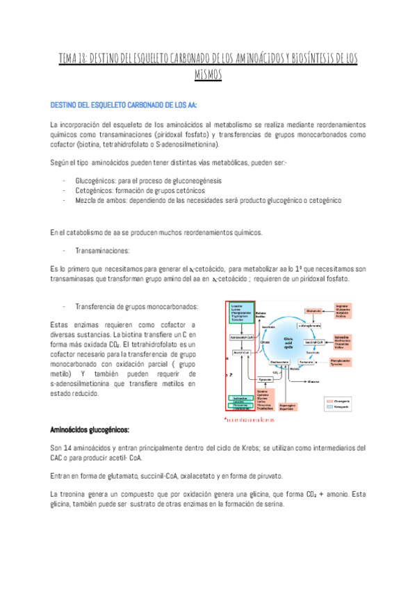 Miniatura del documento TEMA-18-DESTINO-DEL-ESQUELETO-CARBONADO-DE-LOS-AMINOACIDOS-Y-BIOSINTESIS-DE-LOS-MISMOS.pdf