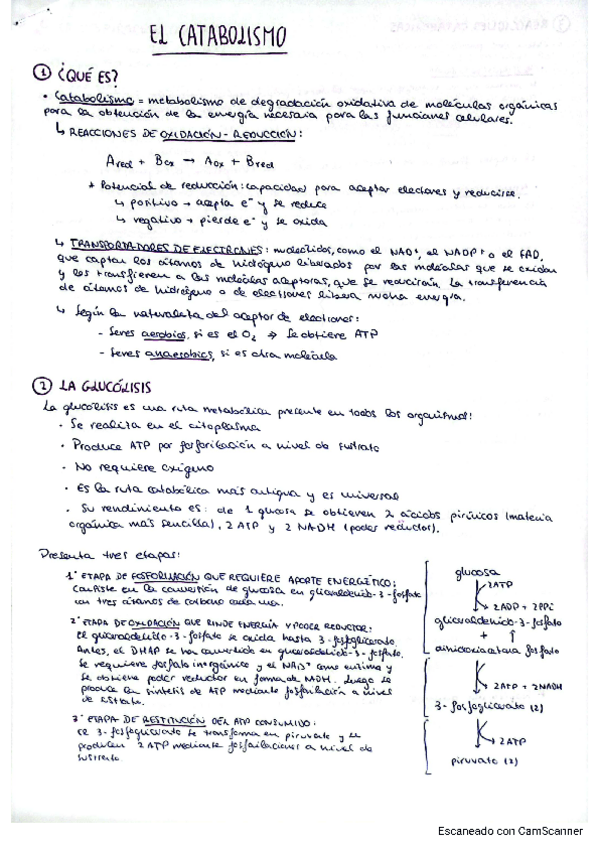 Miniatura del documento apuntes-catabolismo-evau.pdf