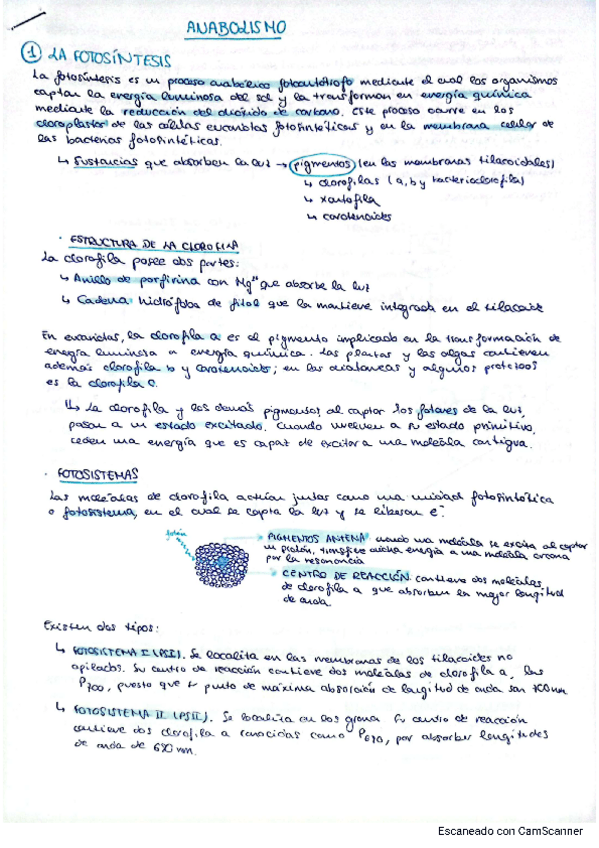 Miniatura del documento apuntes-anabolismo-evau.pdf