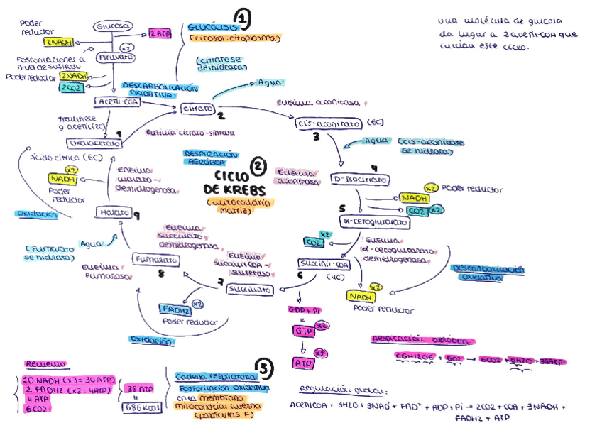 Miniatura del documento Krebs-bioquimica.pdf