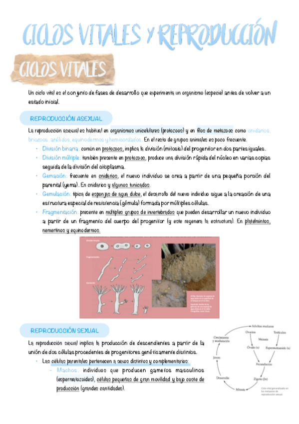 Miniatura del documento 2.-Ciclos-vitales-y-reproduccion.pdf