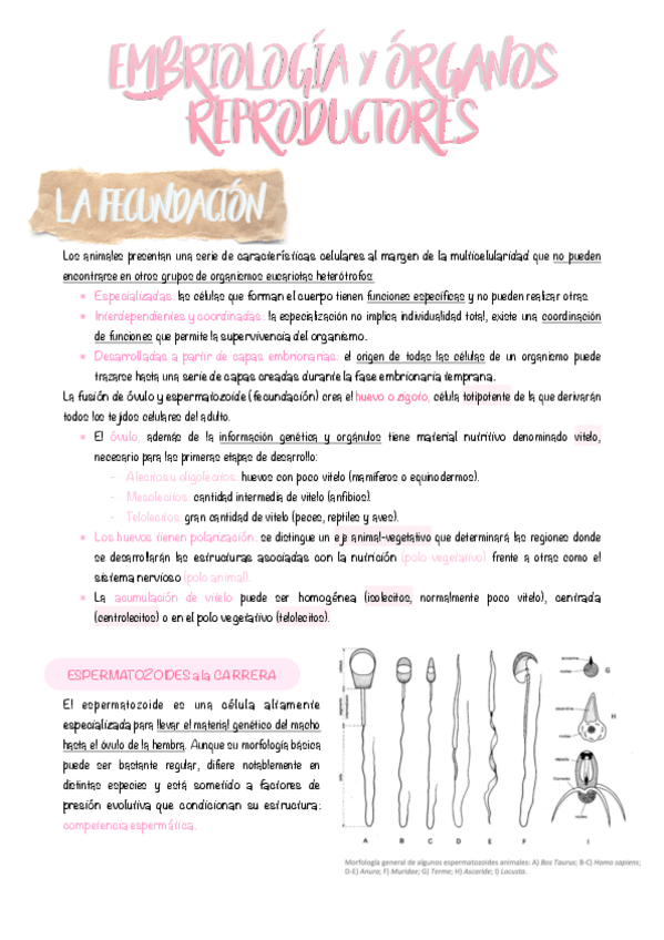 Miniatura del documento 3.-Emrbiologia-y-aparatos-reproductores.pdf