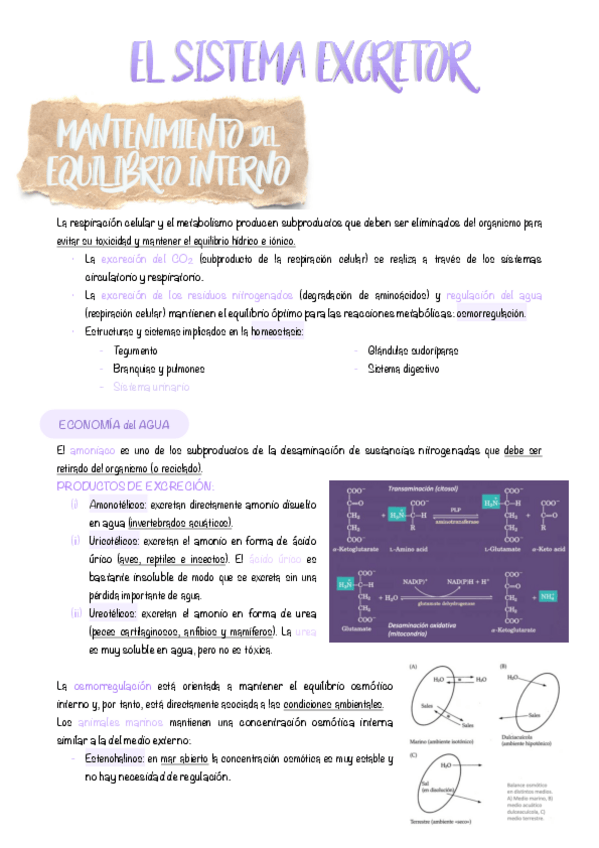 Miniatura del documento 4.-El-sistema-excretor.pdf