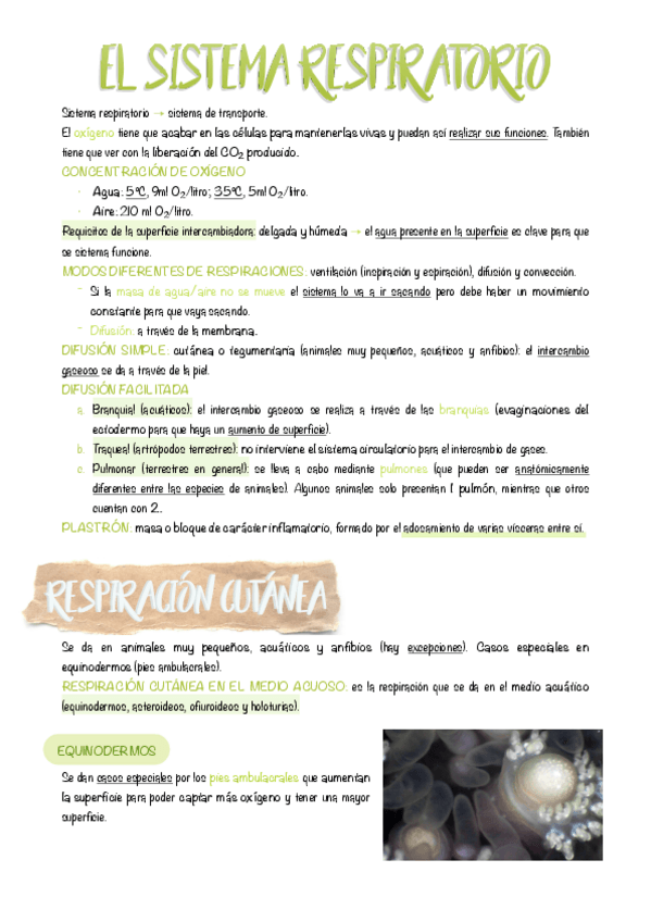 Miniatura del documento 5.-El-sistema-respiratorio.pdf