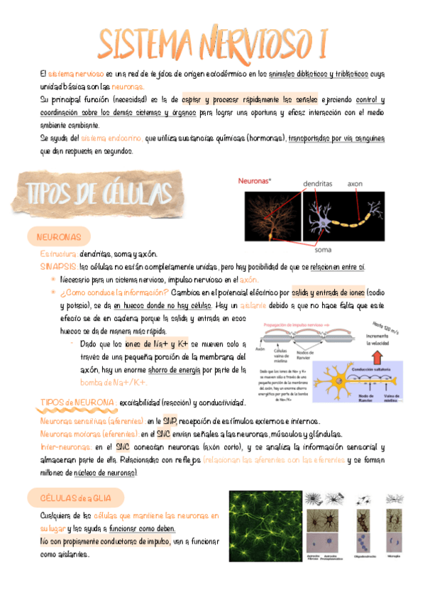 Miniatura del documento 7.-Sistema-nervioso.pdf