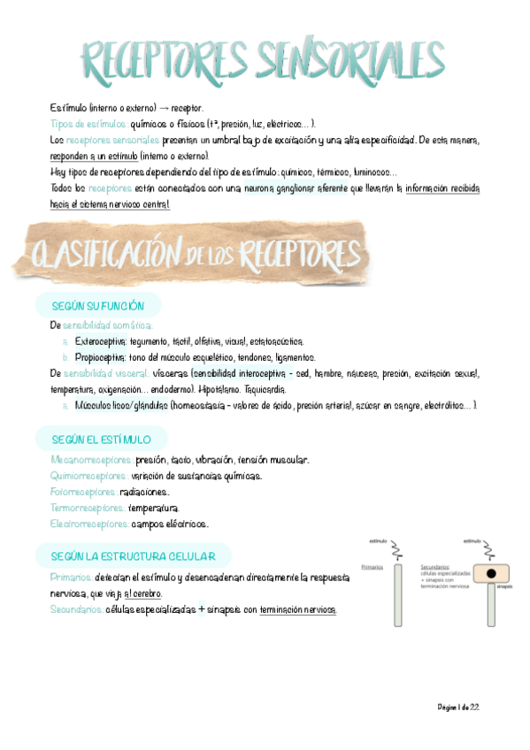 Miniatura del documento 8.-Receptores-sensoriales.pdf