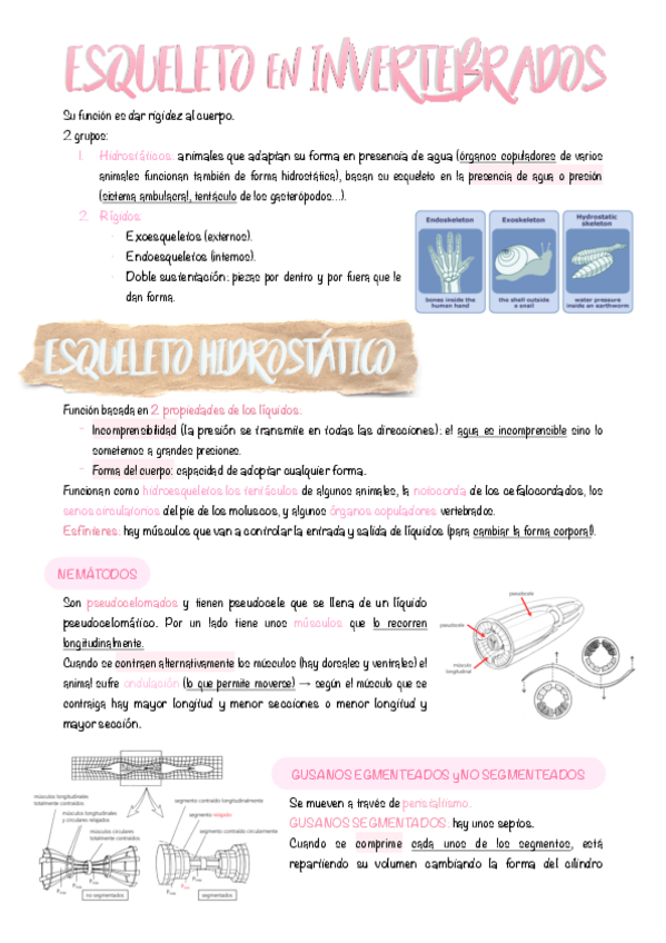 Miniatura del documento 10.-Esqueleto-en-invertebrados.pdf