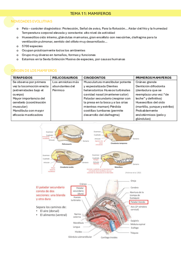 Miniatura del documento TEMA-11-ZOOLOGIA.pdf