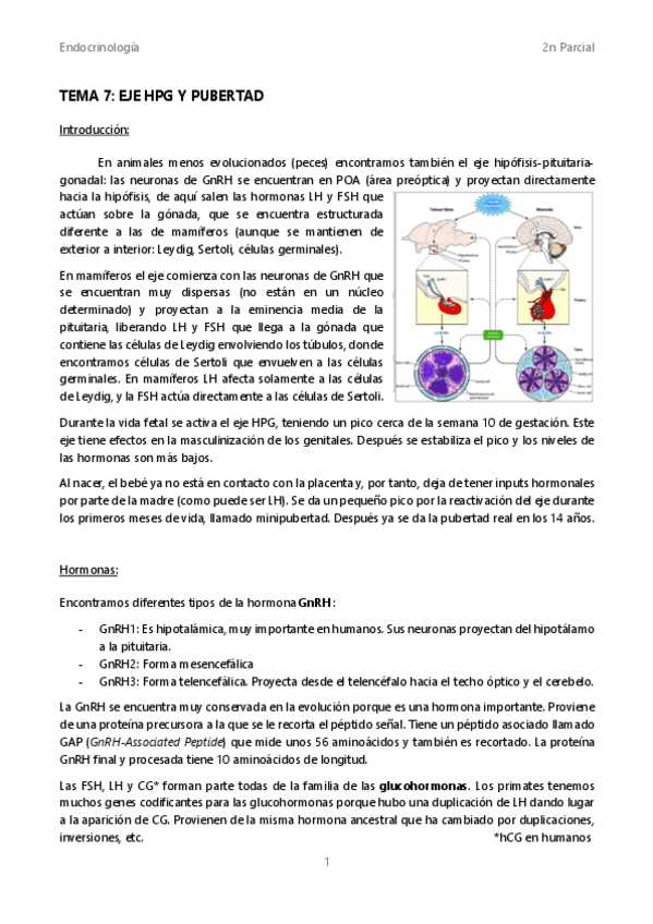 Miniatura del documento Tema-7-Eje-HPG-y-pubertad.pdf