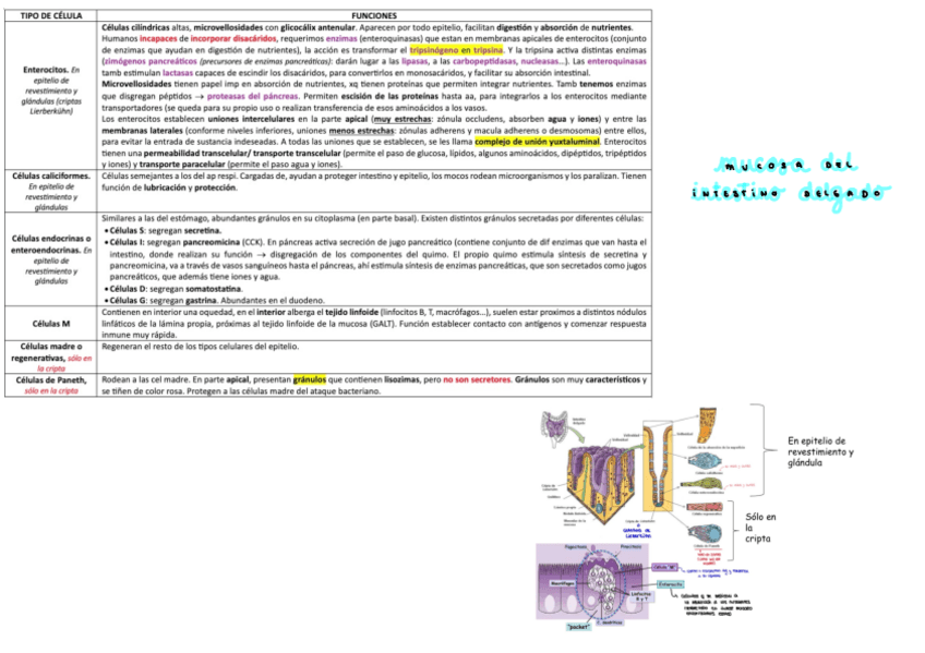 Miniatura del documento mucosa-del-intestino-delgado.pdf