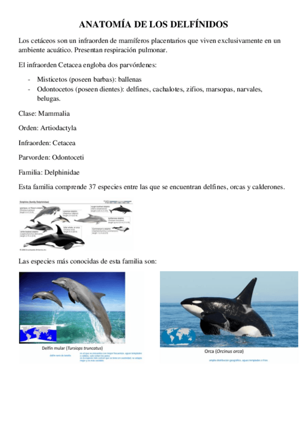 Miniatura del documento ANATOMIA-DE-LOS-DELFINIDOS.pdf