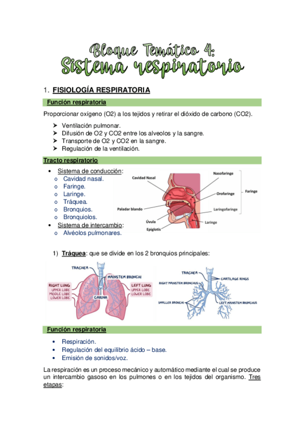 Miniatura del documento BLOQUE-4.-SISTEMA-RESPIRATORIO.pdf