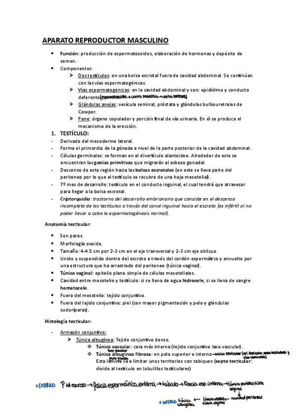 Miniatura del documento APARATO-REPRODUCTOR-MASCULINO-APUNTES-EXAMEN.pdf