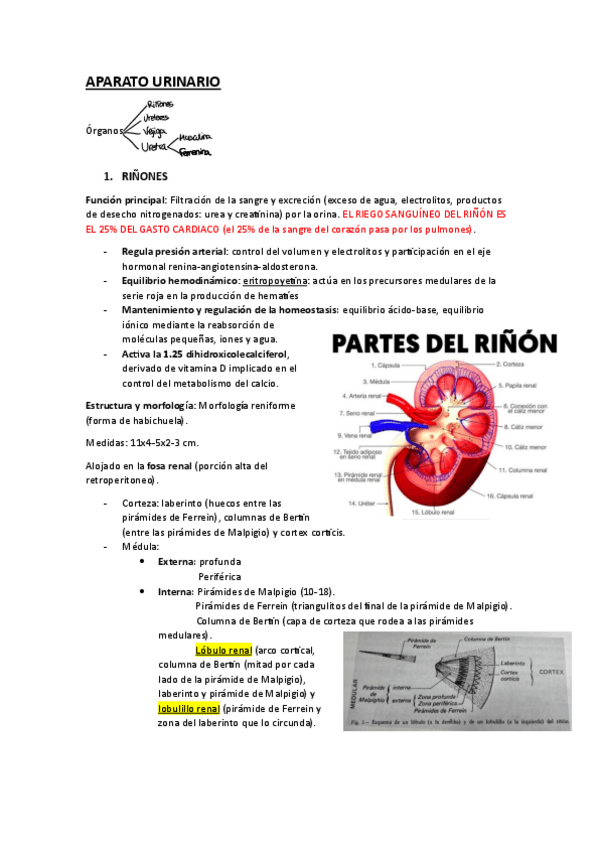 Miniatura del documento APARATO-URINARIO-APUNTES-EXAMEN.pdf