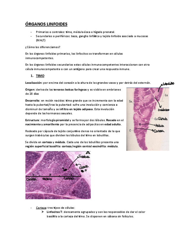 Miniatura del documento ORGANOS-LINFOIDES-APUNTES-EXAMEN.pdf