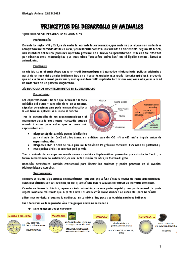 Miniatura del documento Tema-10--PRINCIPIOS-DEL-DESARROLLO-EN-ANIMALES.pdf