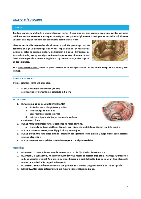 Miniatura del documento ANATOMIA-OVARIO.pdf