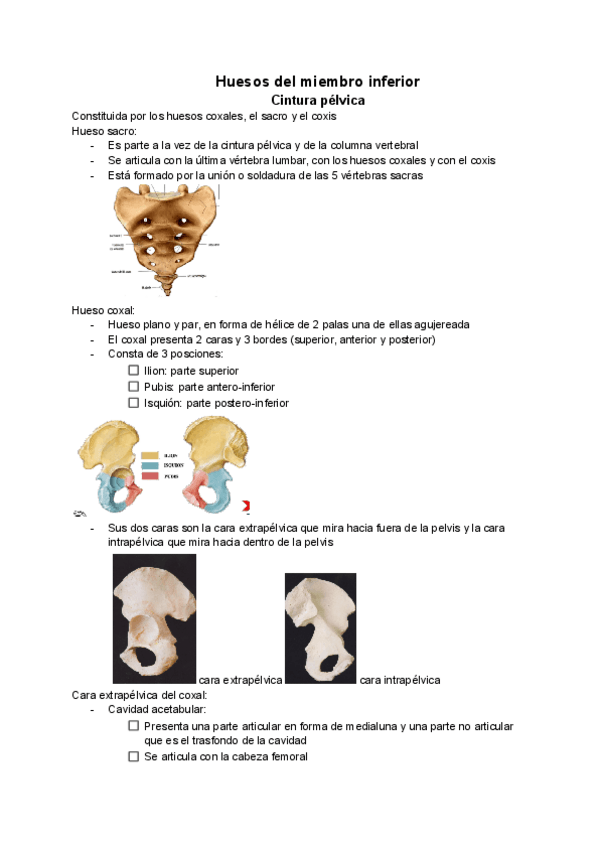 Miniatura del documento Miembro-inferior-Huesos-articulaciones-y-musculos.pdf