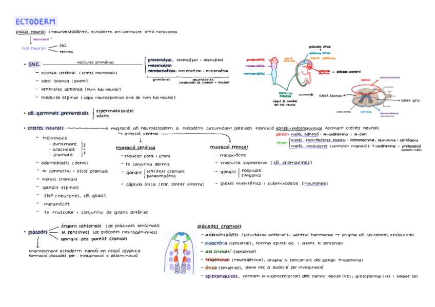 Miniatura del documento Biologia-Del-Desenvolupament-ampliat.pdf
