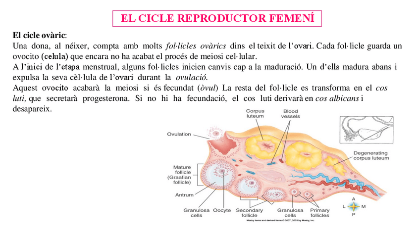 Miniatura del documento 8.-Sistema-Reproductor.Fisiologia-femeni.pdf