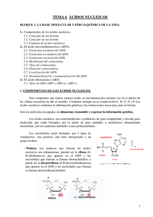 Miniatura del documento TEMA-6-ACIDOS-NUCLEICOS.pdf
