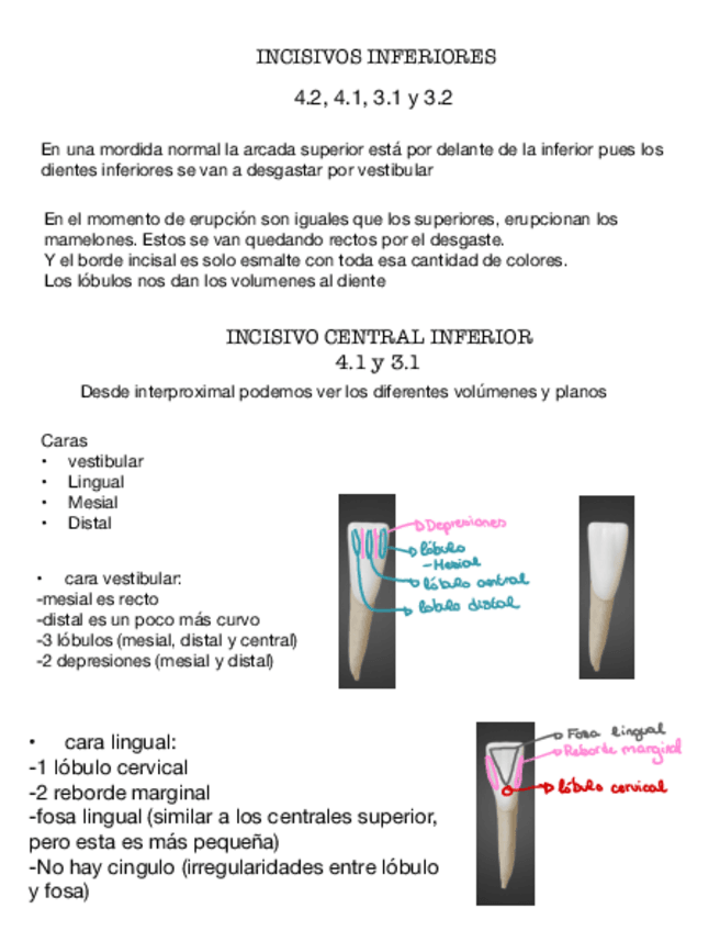 Miniatura del documento Anatomia-Dental-INCISIVO-CENTRAL-Y-LATERAL-INFERIOR.pdf