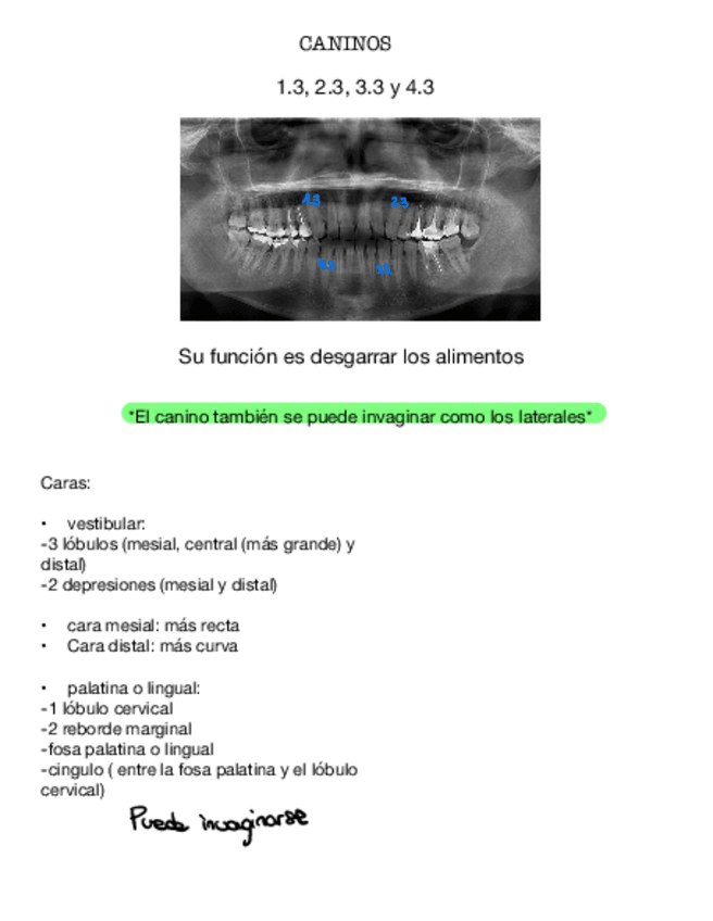 Miniatura del documento Canino-Superior-E-Inferior.pdf