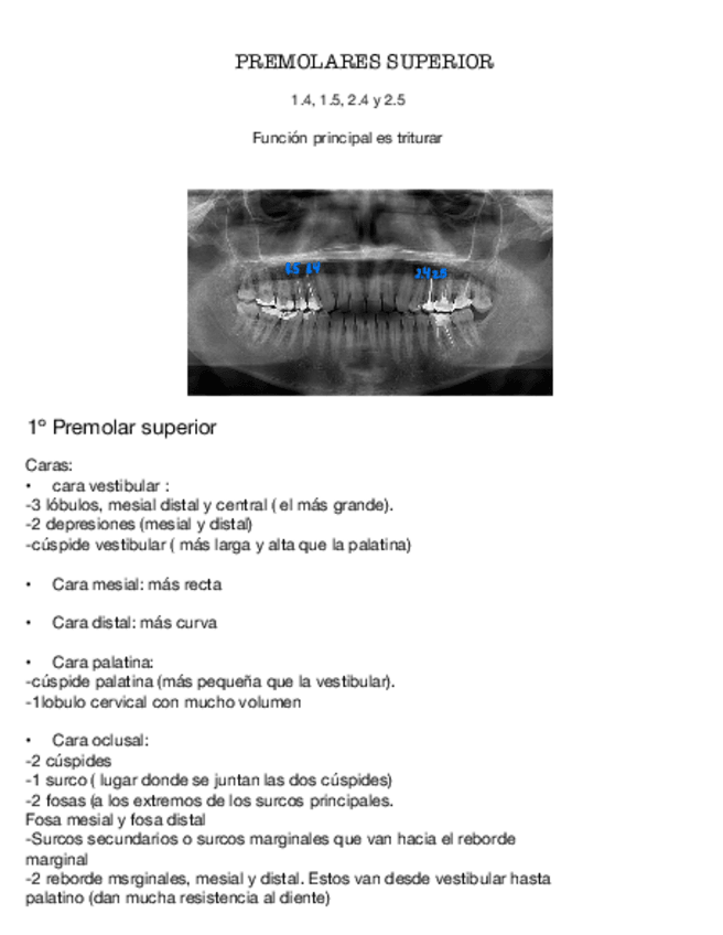 Miniatura del documento Premolares-Superiores-2.4-2.5-1.4-Y-1.5.pdf