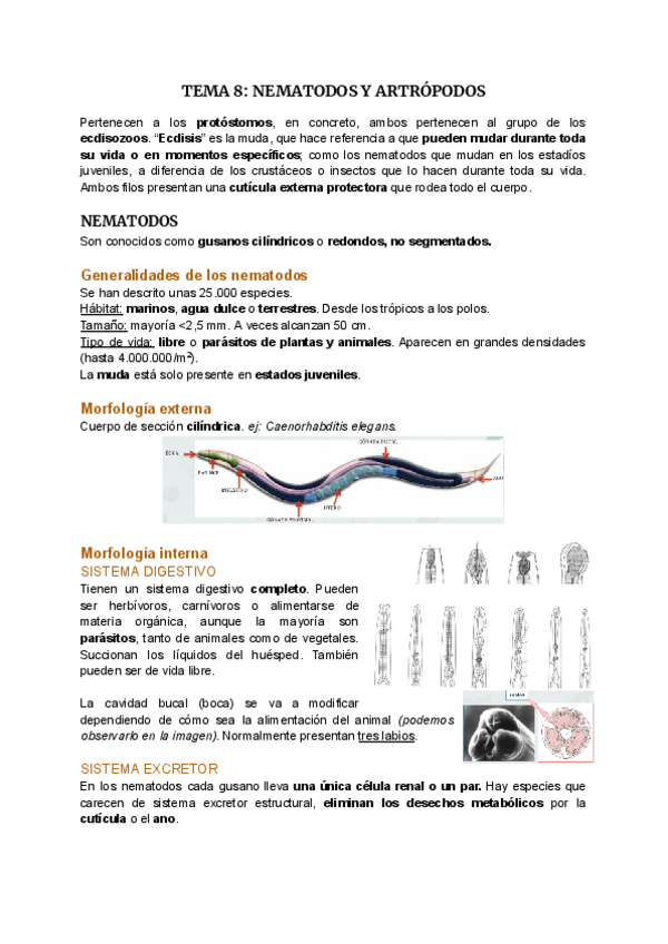 Miniatura del documento TEMA 8-Nematodos y artrópodos.pdf