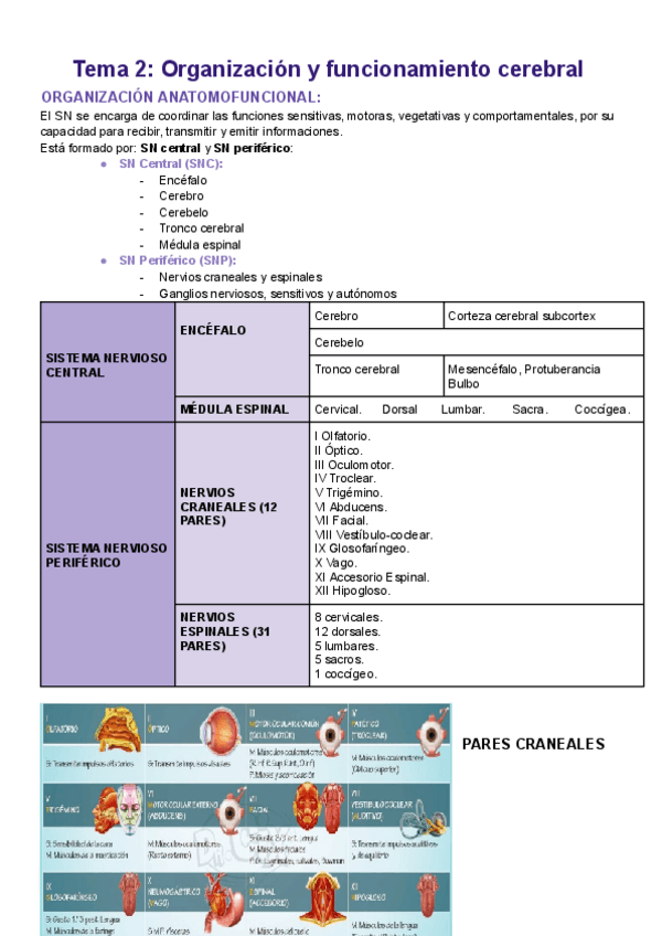 Miniatura del documento Apuntes-neuropsicologia-TEMA-2.pdf