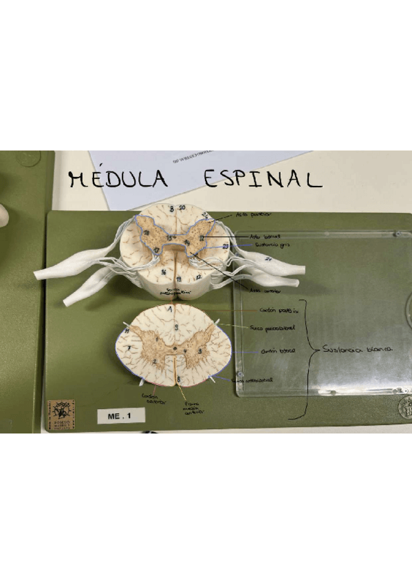 Miniatura del documento Imagenes-practica-3.pdf