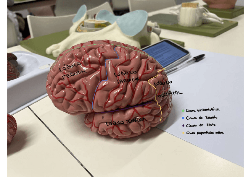 Miniatura del documento Imagenes-practica-2.pdf