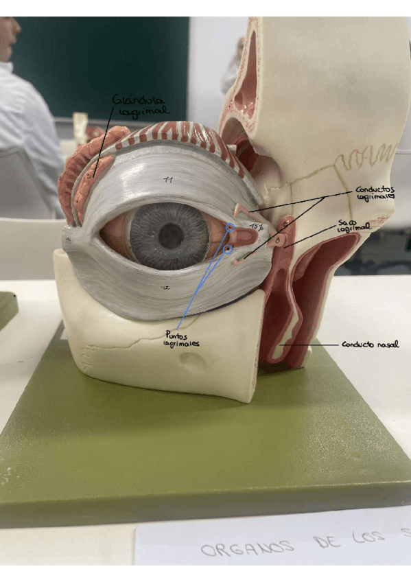 Miniatura del documento Sistema-visual.pdf