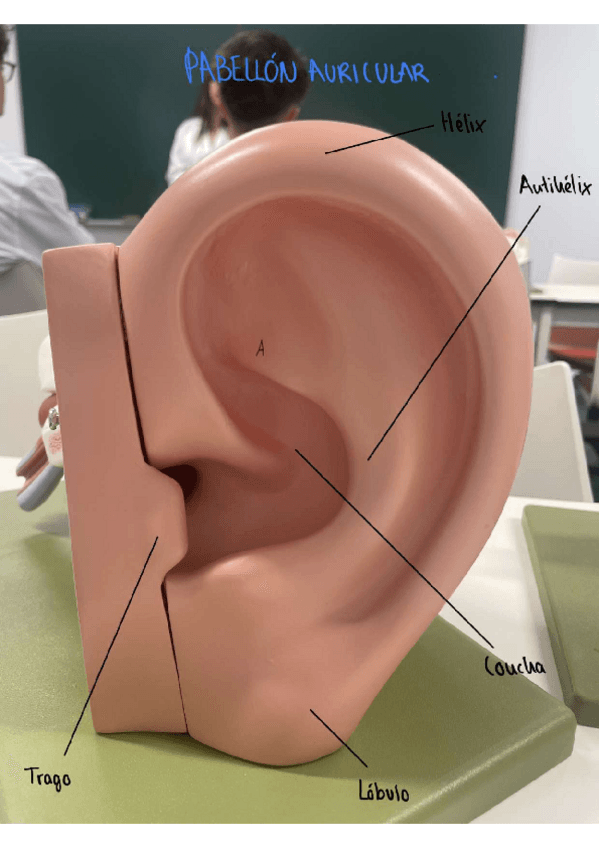 Miniatura del documento Sistema-auditivo.pdf