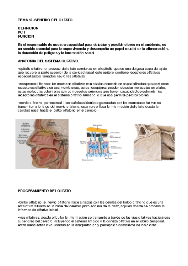 Miniatura del documento TEMA-12.SENTIDO-DEL-OLFATO.pdf