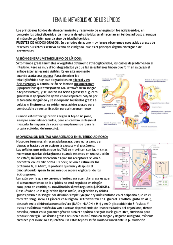 Miniatura del documento TEMA-10.pdf