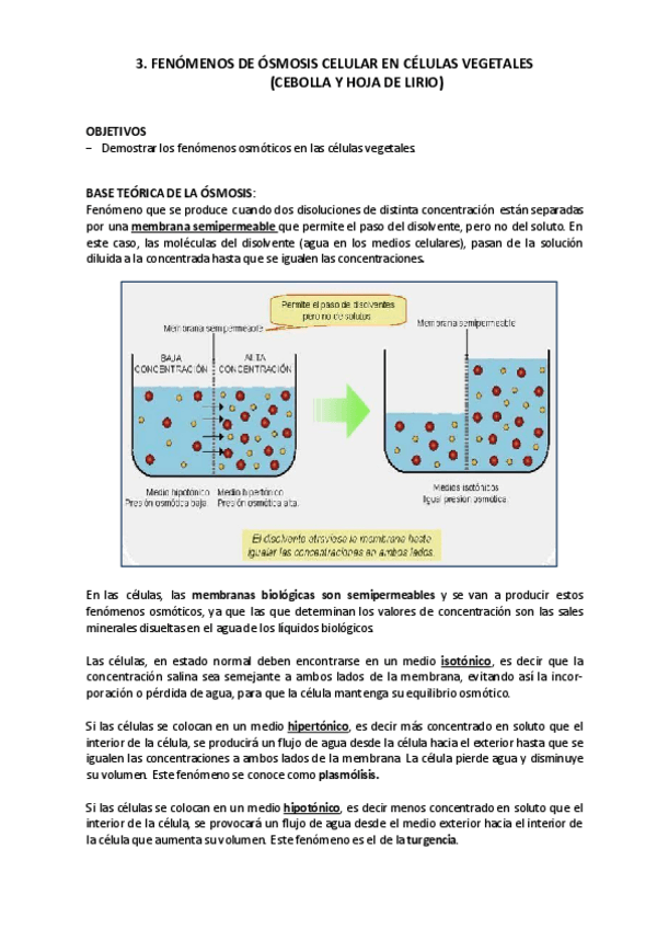 Miniatura del documento 3.-Fenomenos-osmoticos-en-cebolla-y-hoja-de-lirio.pdf