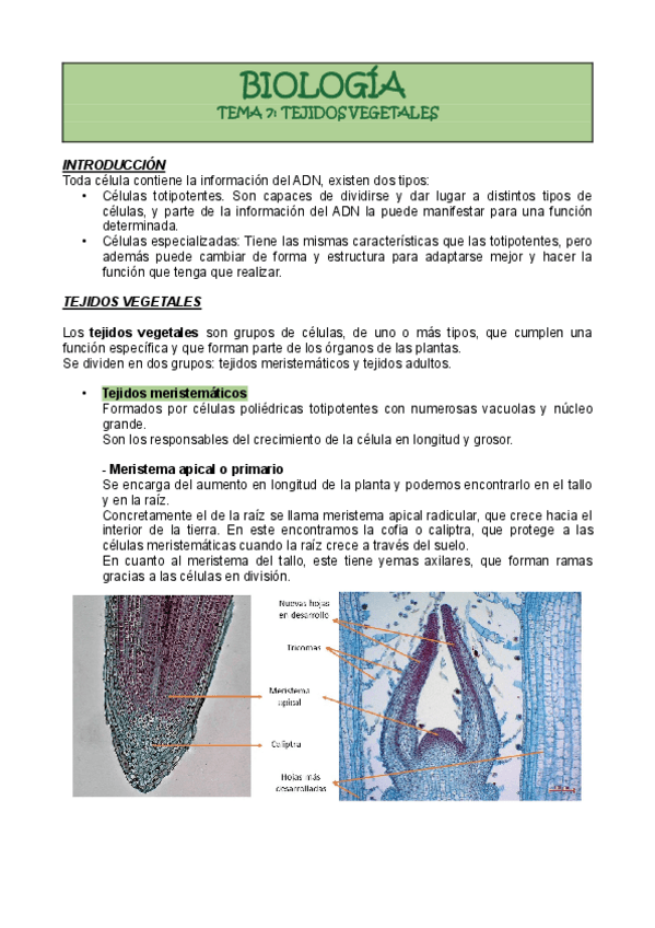 Miniatura del documento BIOLOGIA-TEMA-7-TEJIDOS-VEGETALES.pdf