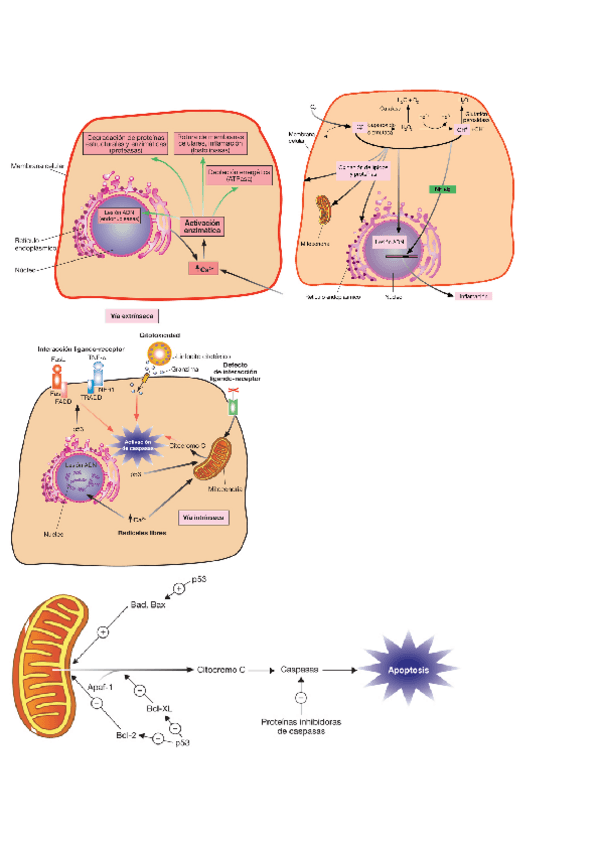 Miniatura del documento Imagenes-y-tablas-Laso.pdf