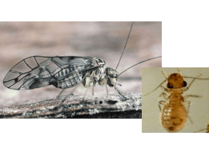 Miniatura del documento Visusegundaparte.pdf