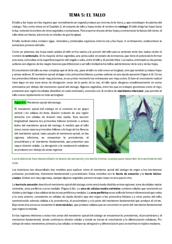 Miniatura del documento tema-5-el-tallo.pdf