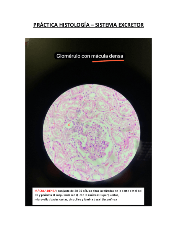 Miniatura del documento Practica-Histologia-S.-Excretor.pdf